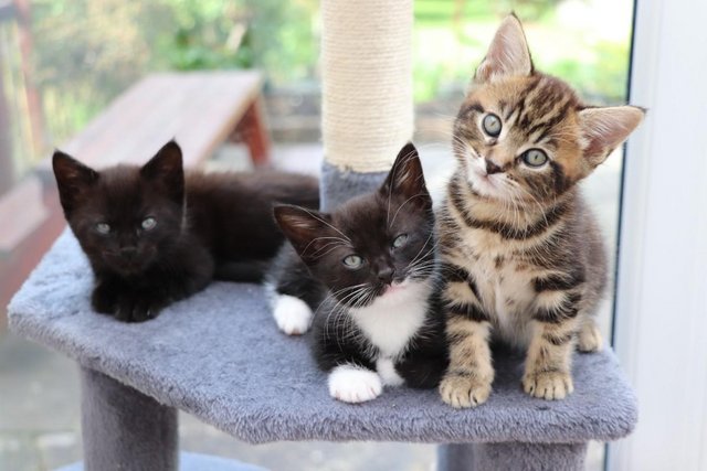 Image 17 of Gorgeous Kittens Ready SOON