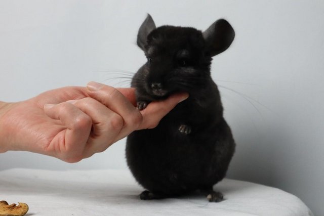 Preview of the first image of SOLD_SOLD !!! Chinchilla Baby Boy, 3 Months old.