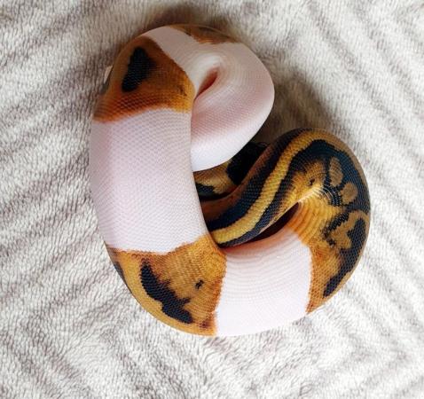 Image 5 of Piebald royal python babies