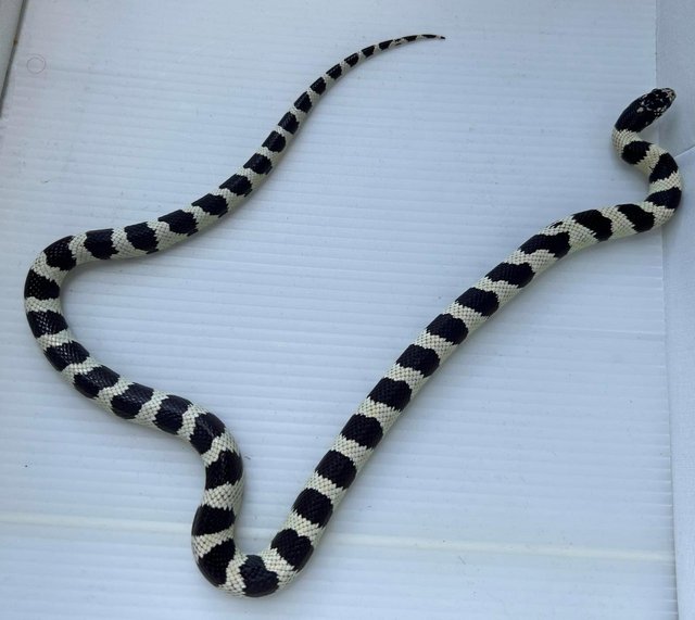 Preview of the first image of Black and white high contrast califonia king snake cali king.