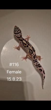 Image 5 of Leopard geckos looking for new  homes