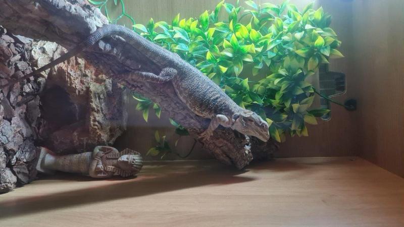 Image 3 of For sale bearded dragon 3yrs old