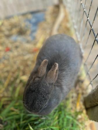 Image 1 of Friendly Male Grey Pure Netherland Dwarf Rabbit
