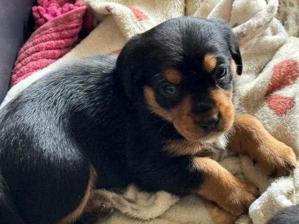 Image 1 of Beautiful puppies for sale