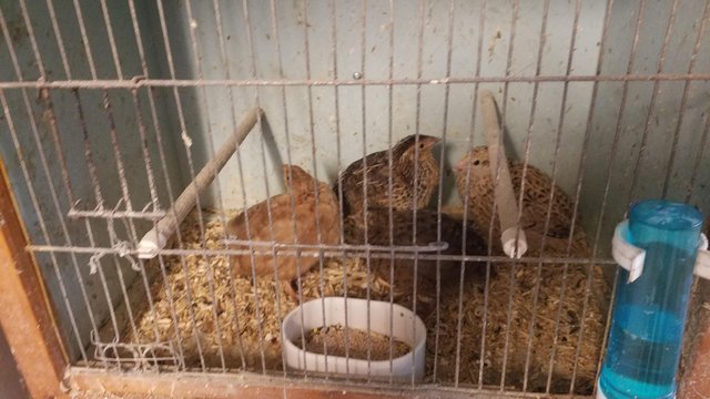 Image 5 of Quail mixed colours Hatched 26 April