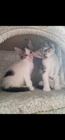Image 4 of 4 month old Kittens for sale