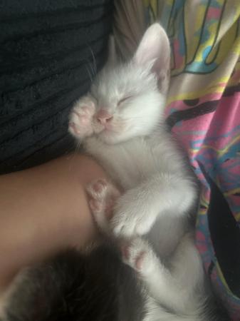 Image 7 of Pure white male kitten for sale