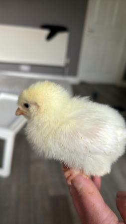 Image 4 of Baby chicks different breeds