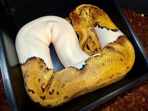 Image 2 of Female leopard pinstripe pastel yellowbelly pied ball python