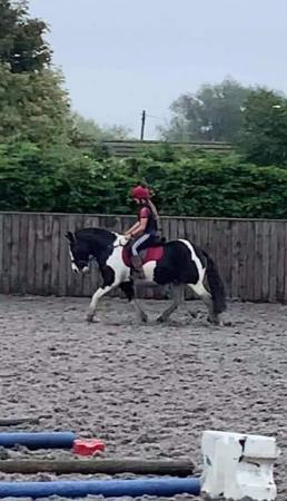 Image 2 of Part loan/share, 14.2hh gelding, Rothwell Northants