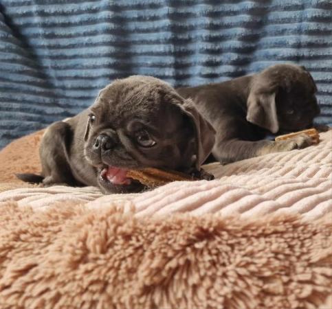 Image 6 of Gorgeous BLUE and Tan Pug puppies, KC, PDE clear.