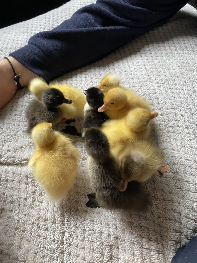 Preview of the first image of Unsexed Indian Runner Ducklings Looking for Homes.