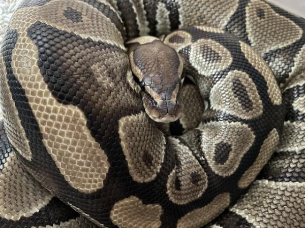 Image 2 of Proven adult female Royal Python