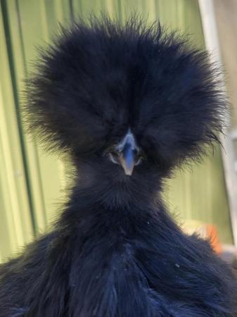 Image 2 of BEAUTIFUL BEARDED SILKIE CHICKENS FOR SALE