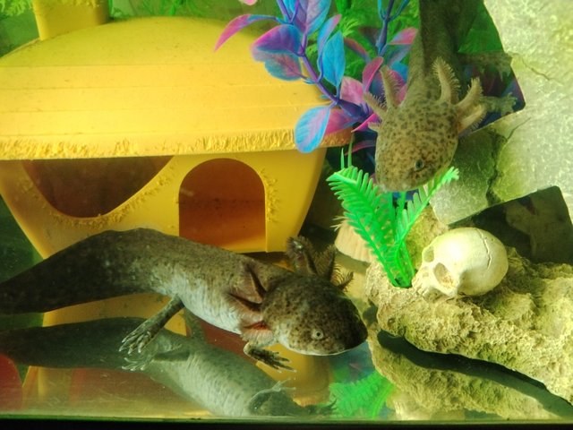 Preview of the first image of Axolotls £5 each x2 Wild Types. Coldwater.