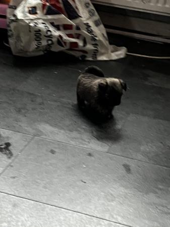 Image 16 of Lhasa apso cross Pomeranian puppies