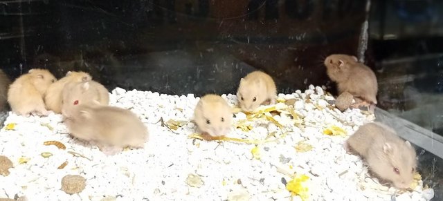 Image 10 of Baby Campbell's Hamsters