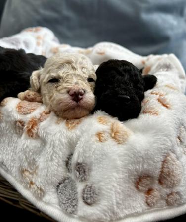 Image 18 of Adorable poochon puppies