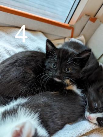 Image 19 of 4 gorgeously friendly kittens for sale!