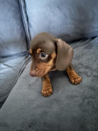 Image 10 of Mini dachshund chocolate pups