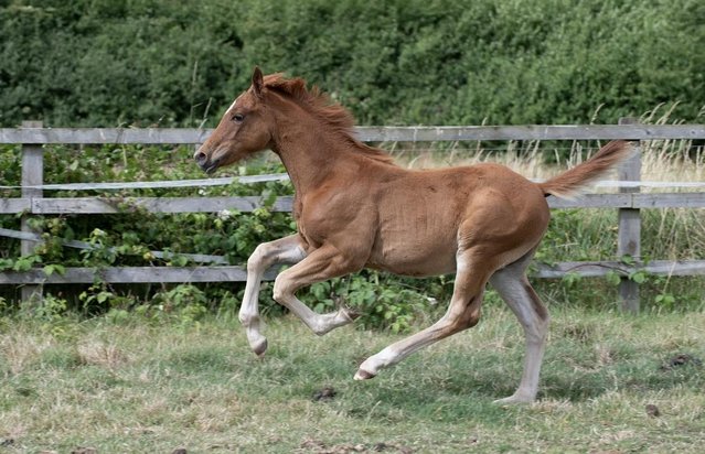 Preview of the first image of 10 month old Welsh d x tb colt to make 15hh.