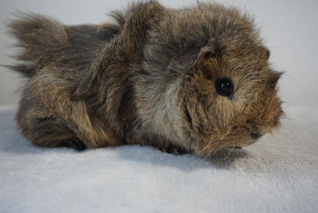 Image 3 of Ready now, male guinea pig