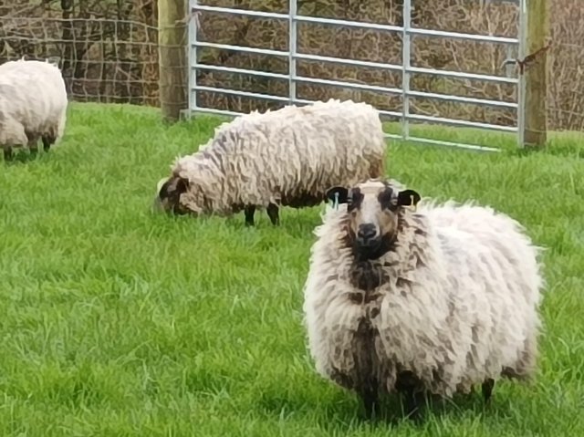 Preview of the first image of Shetland sheep and X breds for sale.