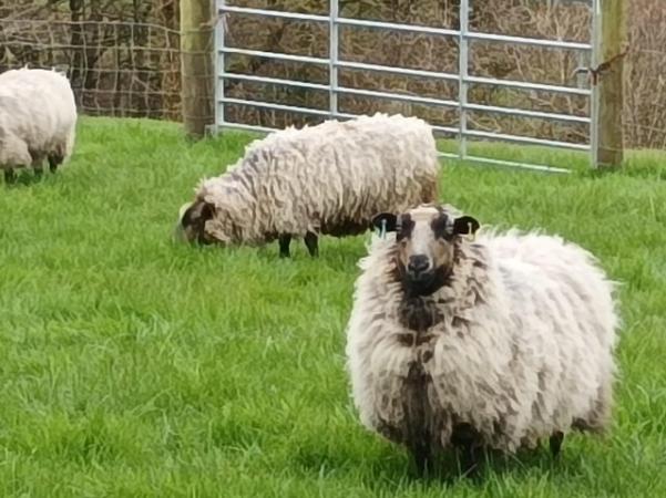 Image 1 of Shetland sheep and X breds for sale