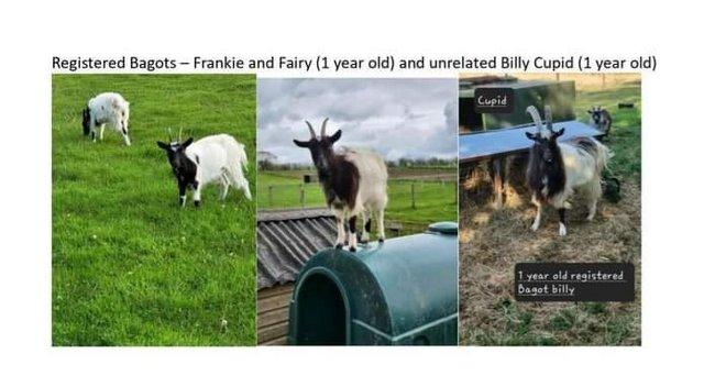 Image 1 of Starter Herd of Registered Bagot Goats For Sale