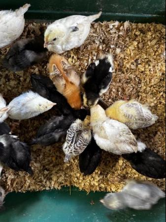 Image 5 of Pekin chicks, etc., big brown hatching eggs