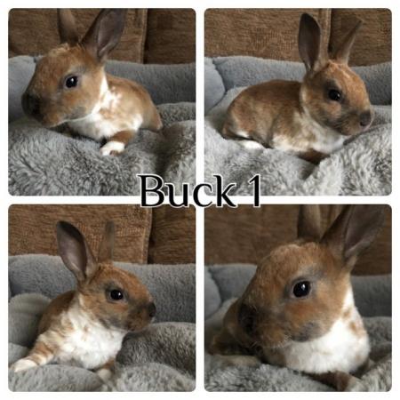 Image 1 of *2 LEFT* baby mini rex rabbits ready to reserve
