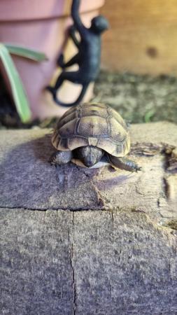 Image 2 of Mediterranean spur thigh tortoises - hatchlings