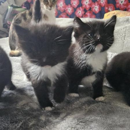 Image 5 of Kittens looking for new home