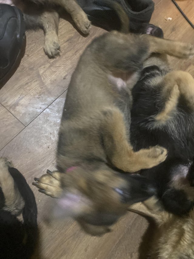Preview of the first image of German shepherd puppies ready know.