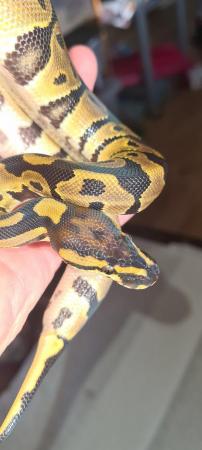Image 8 of Royal /ball pythons available and male and female boas