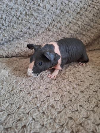 Image 2 of Skinny pig boars boys hairless guinea pigs