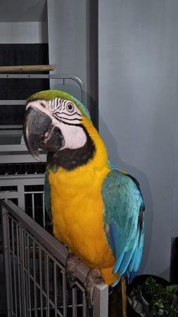 Image 2 of 14 Months old Talking Macaw
