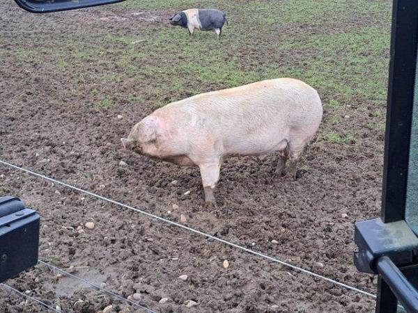 Image 1 of Pedigree Welsh white boar ready for work