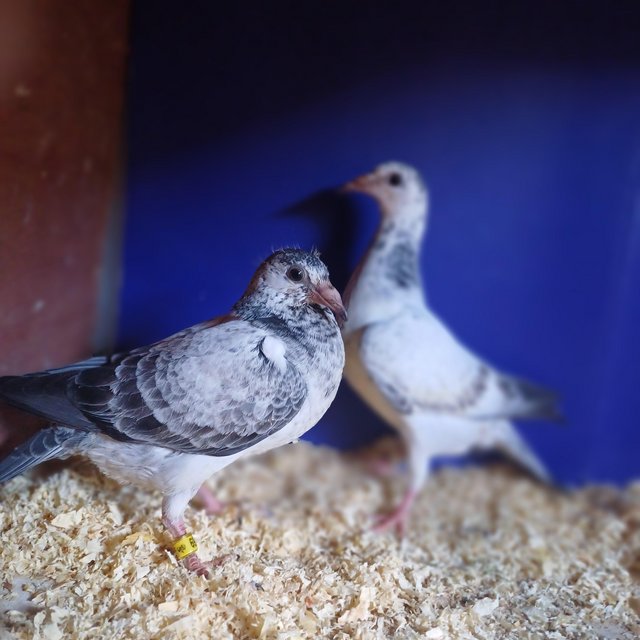 Preview of the first image of Racing pigeon 4 weeks old readyto leave now.