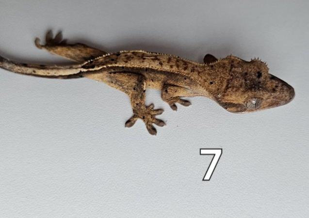 Image 7 of Juvenille Crested geckos