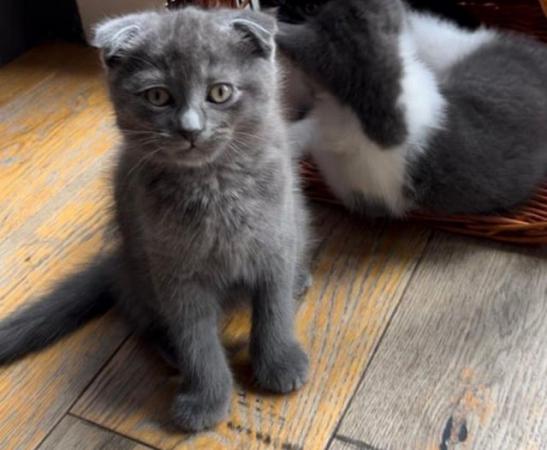 Image 1 of Persian Ragdoll kittens