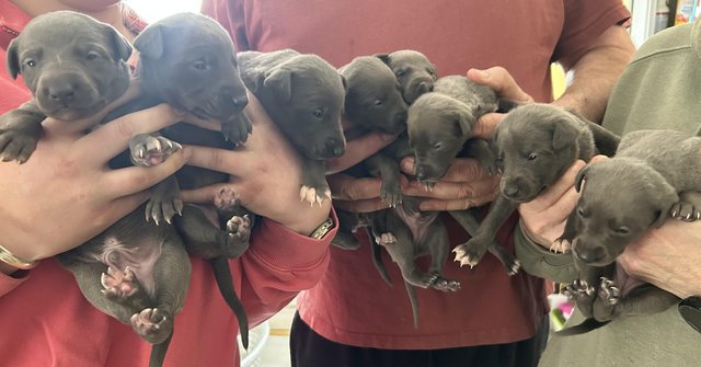 Image 4 of KC Registered blue whippet puppies