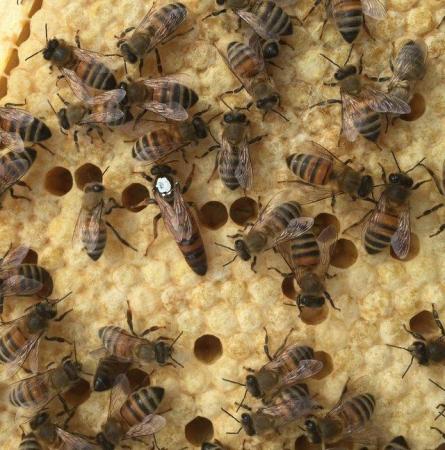 Image 3 of Langstroth Overwintered Strong Honey Bees 5-Frame Nucs