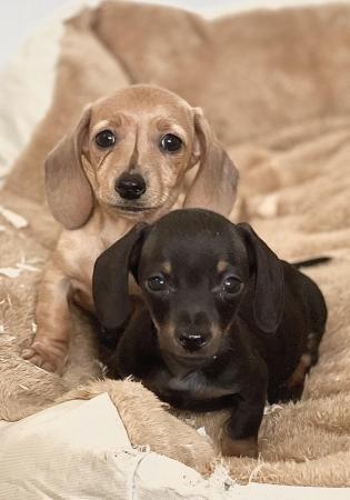 Image 5 of Gorgeous cream/black and tan miniature dachshund pups