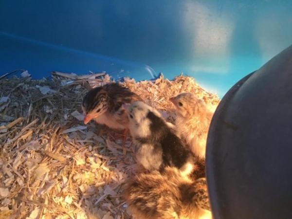Image 2 of Guinea fowl chicks for sale