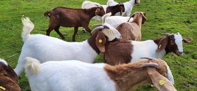 Image 2 of Beautiful Boer Goats Doelings Available