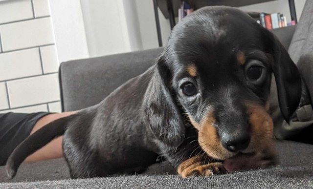 Image 13 of Ready now!!! KC registered miniature dachshunds for sale