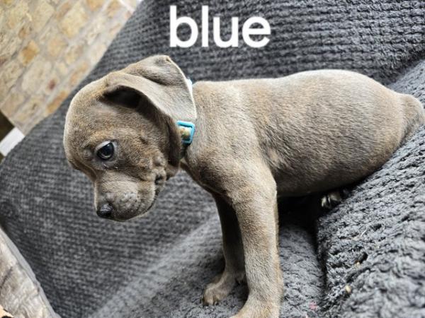 Image 5 of READY NOW... BLUE KC STAFFY PUPS