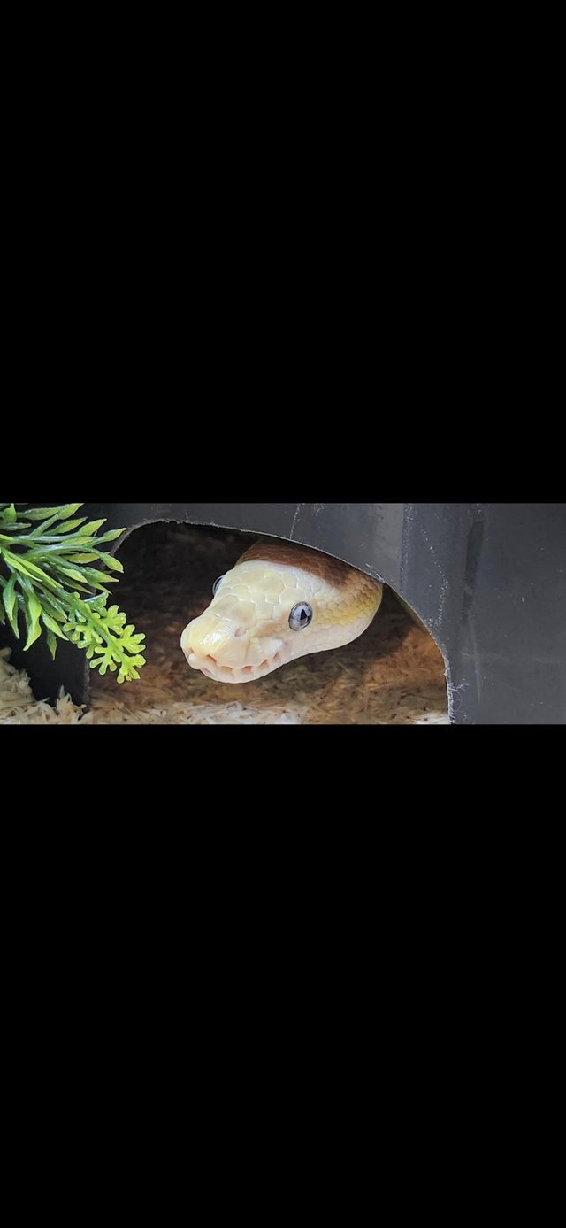 3 snakes for sale with complete vivarium — photo 4 of 4
