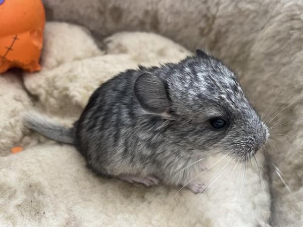 Image 4 of FEMALE CHINCHILLA READY TO LEAVE AT 8 WEEKS